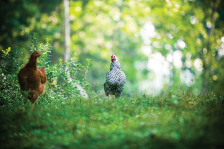 How to Raise Poultry on Pasture Image